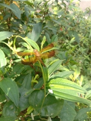 Neurothemis ramburii