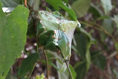 Oecophylla longinoda