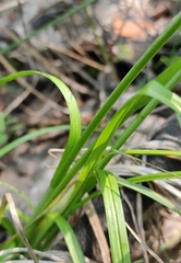 Carex arnellii