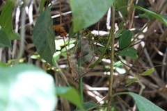 Oecophylla longinoda