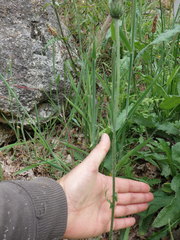 Cirsium filipendulum