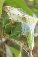 Oecophylla longinoda