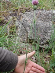 Cirsium filipendulum