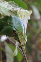 Oecophylla longinoda