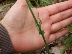 Cirsium filipendulum