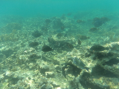 Acanthurus chirurgus