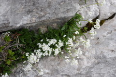 Valeriana saxatilis