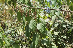 Alchornea cordifolia image