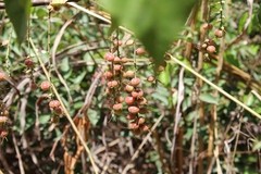 Alchornea cordifolia image