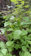 Parietaria debilis