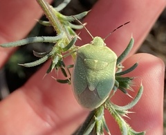 Chlorochroa sayi