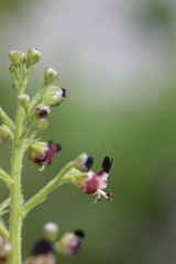 Scrophularia juratensis