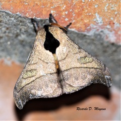 Hylesia scortina