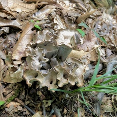 Craterellus foetidus