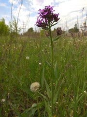 Hesperis pycnotricha