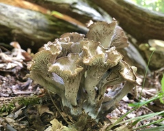 Craterellus foetidus