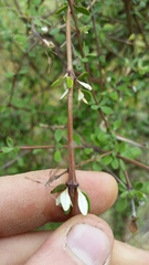Olearia virgata