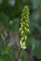 Pedicularis ascendens