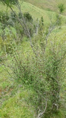 Olearia virgata