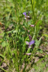 Polygala tenuifolia