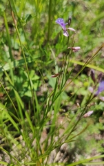 Polygala tenuifolia