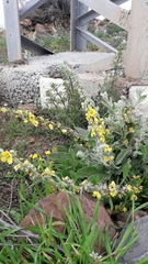 Verbascum sinaiticum