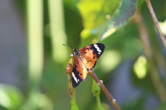 Acraea encedon encedon