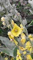 Verbascum sinaiticum