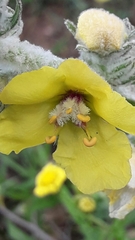 Verbascum sinaiticum