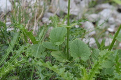 Doronicum columnae