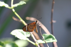 Acraea encedon encedon