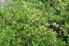 Salix glabra