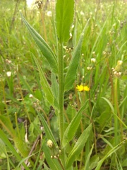 Hesperis pycnotricha