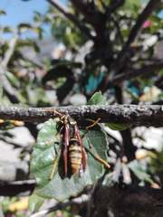 Polistes xanthogaster
