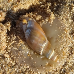 Bullia natalensis