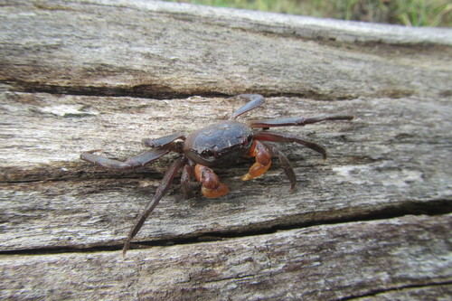 Sesarmoides borneensis