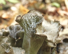 Craterellus foetidus