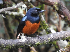 Diglossa gloriosissima