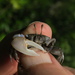 Shaking Fiddler Crab - Photo (c) coenobita, some rights reserved (CC BY), uploaded by coenobita