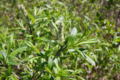 Salix pellita