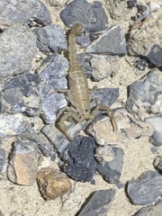 Serradigitus