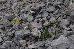 Biscutella laevigata laevigata