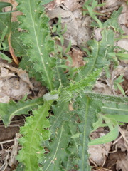 Cirsium filipendulum