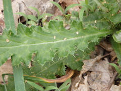 Cirsium filipendulum