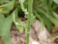 Cirsium filipendulum