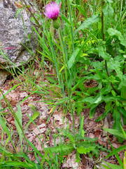 Cirsium filipendulum