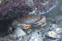 Ozius guttatus