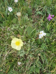 Lagotis integrifolia
