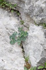 Aquilegia confusa