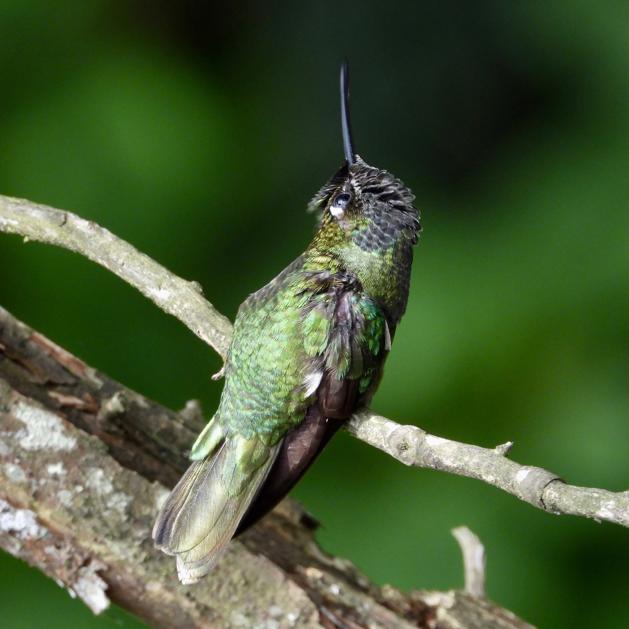 Rivoli's Hummingbird (Eugenes fulgens)